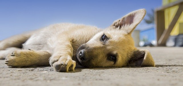 Puppy hondje huisdier