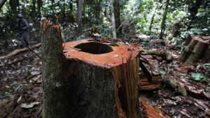 Omgezaagde boom