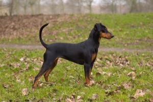 Duitse Pinscher