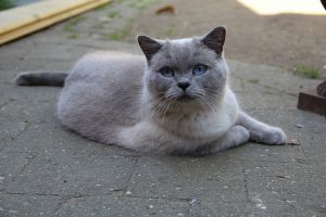 Britse korthaar, poes