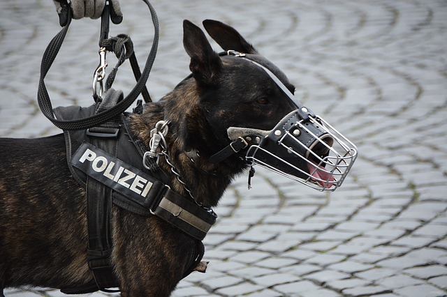 Mechelse herder politiehond