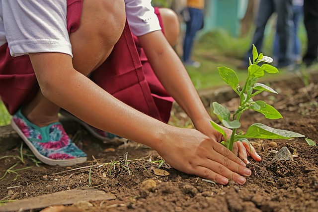 Beplanting boom