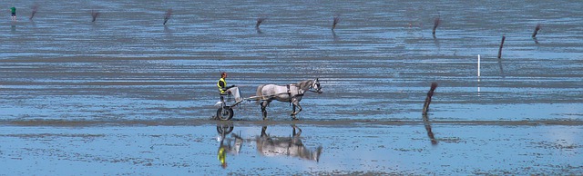 Paard strand natuur