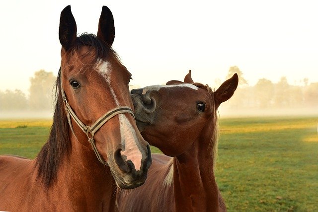 Paarden in het weiland