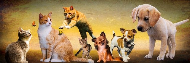 Katten honden dieren spelen