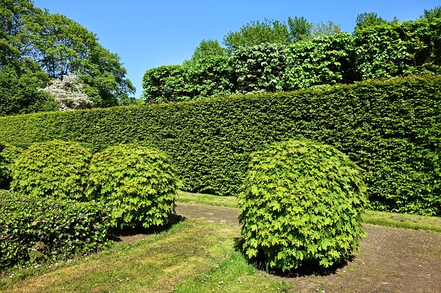 Buren heg geschoren erfgrens