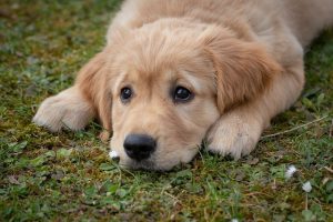 Golden Retriever hond puppy