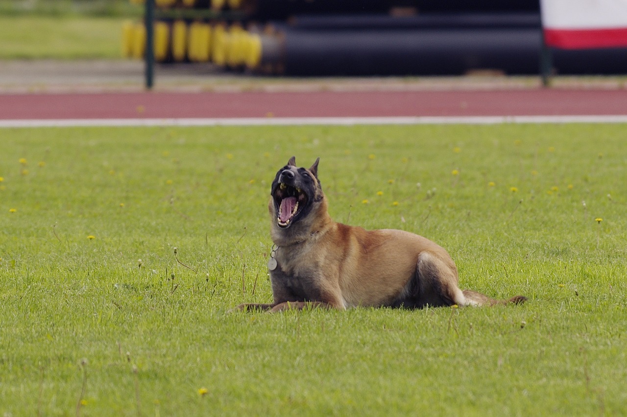 Politiehond Mechelse herder