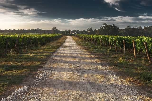 Landweg wijngaard