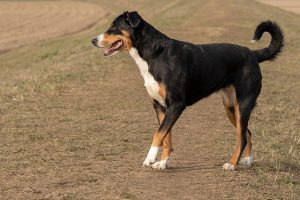 Appenzeller Sennenhond