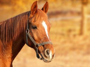 Bruin paard