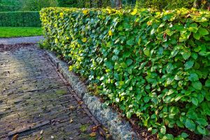 Burenrecht tuin heg
